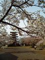 桜の向こうの五重塔/霞の向こうの大瀬崎