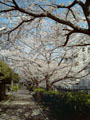 桜/青空